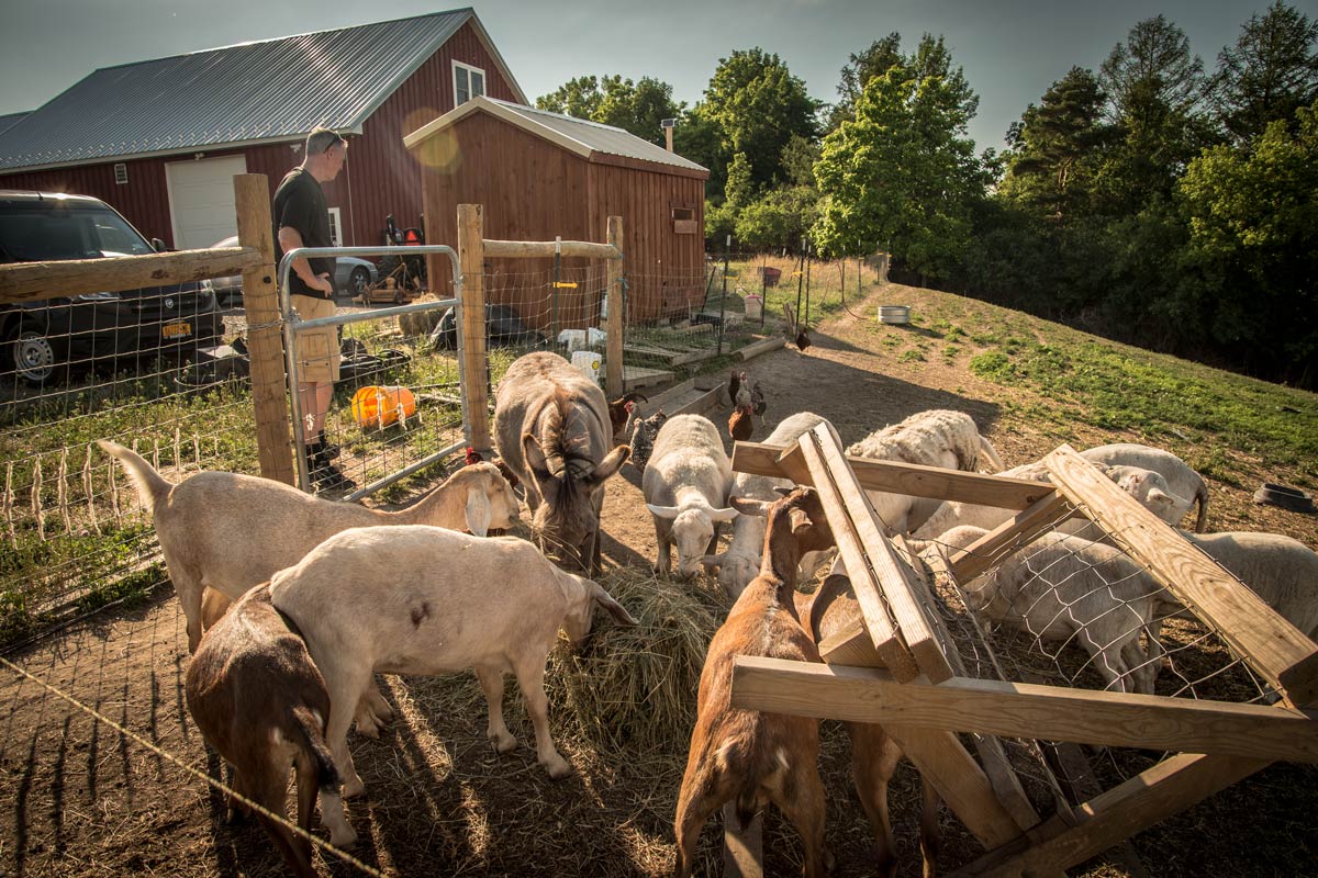Local-315-animals
